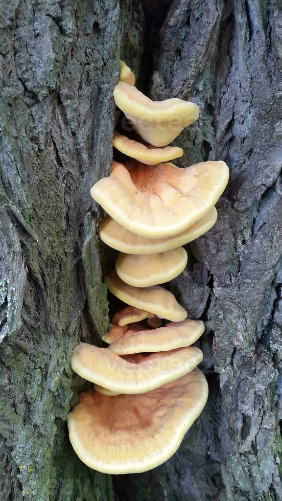 parasite champignons sur une arbre tronc. champignons sur une arbre photo