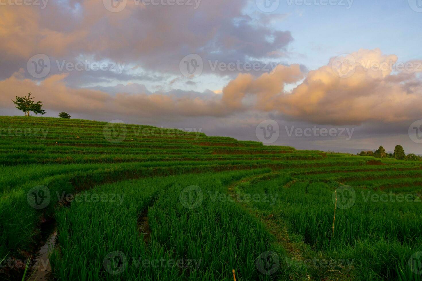 belle vue du matin indonésie panorama paysage rizières avec beauté couleur et lumière naturelle du ciel photo