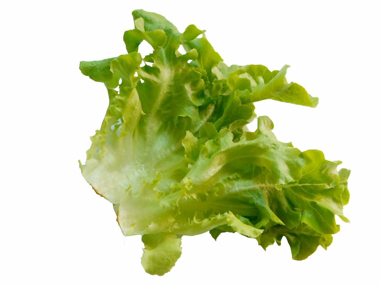 salade feuille. salade sur blanc Contexte photo