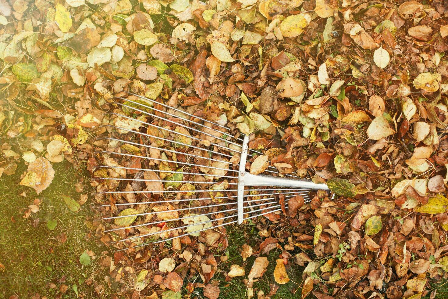 métal râteau sur une pile de l'automne feuilles dans le jardin photo