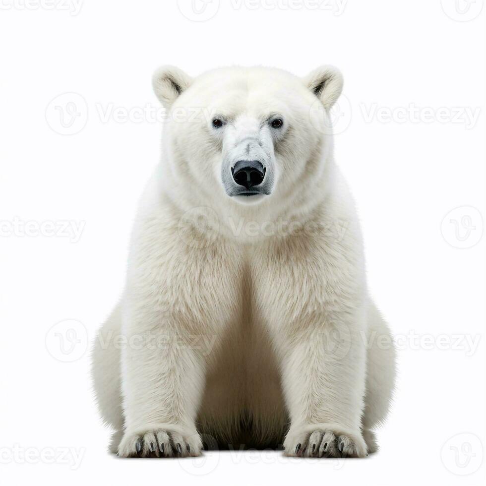 magnifique sauvage bête ours à la recherche vers l'avant est montré dans plein longueur, ai généré photo