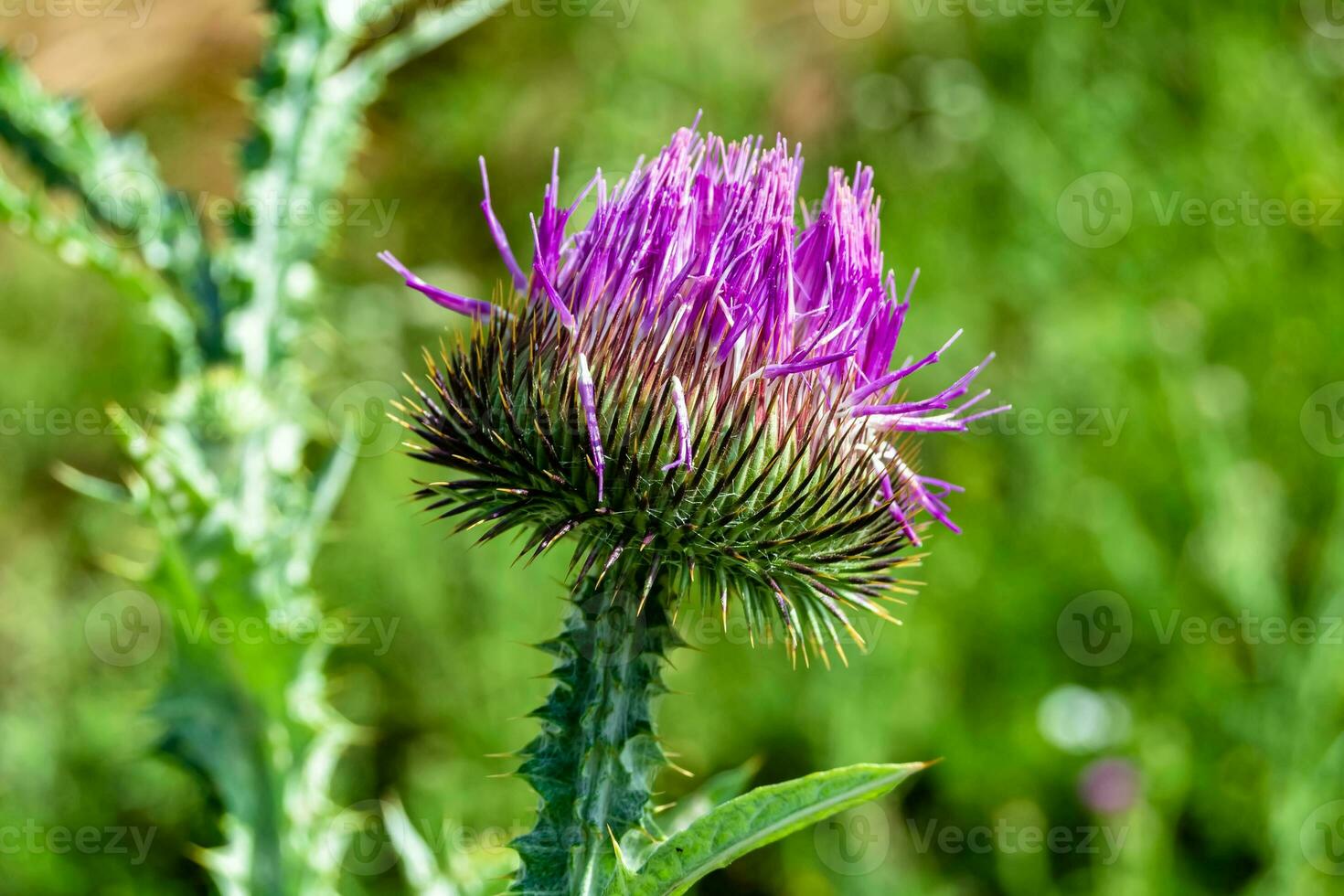 belle racine de fleur de plus en plus bardane chardon sur fond prairie photo