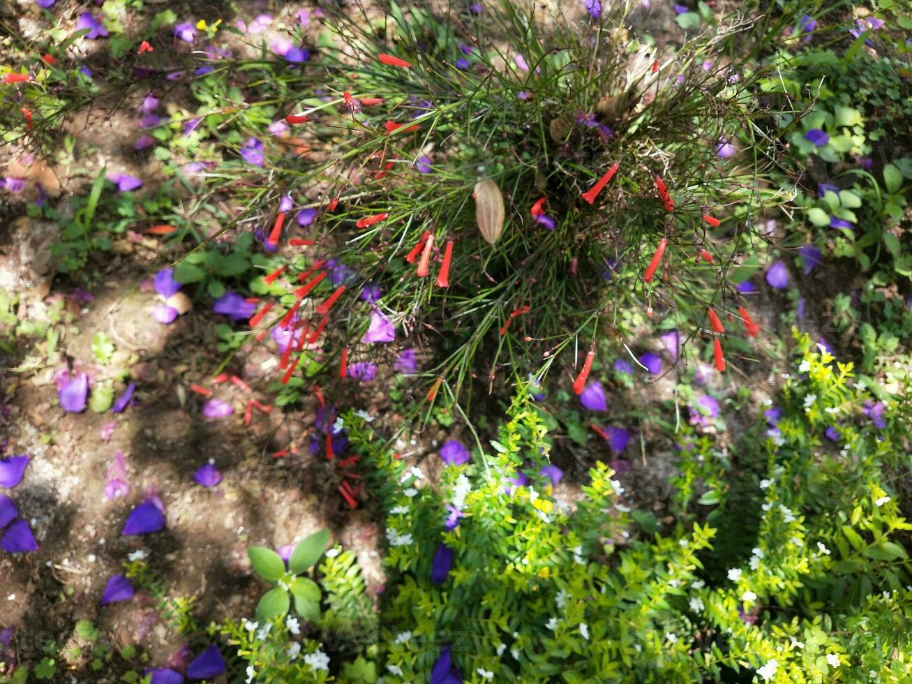 fleur dans le jardin sur ensoleillé journée. sélectif se concentrer. botanique coup photo