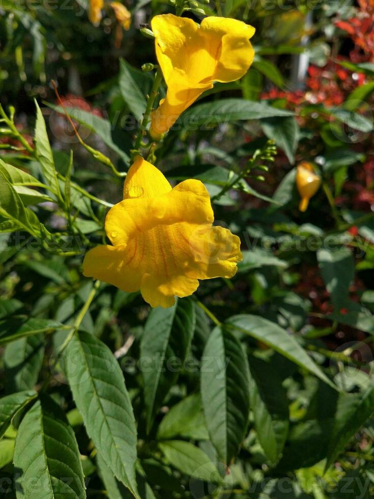 fleur dans le jardin sur ensoleillé journée. sélectif se concentrer. botanique coup photo