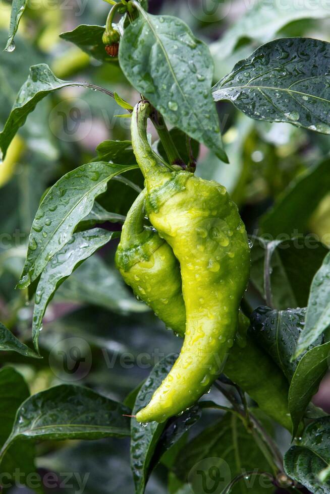 Frais et savoureux vert poivre paprika grandi dans Accueil jardin. plein de vitamines et goût photo