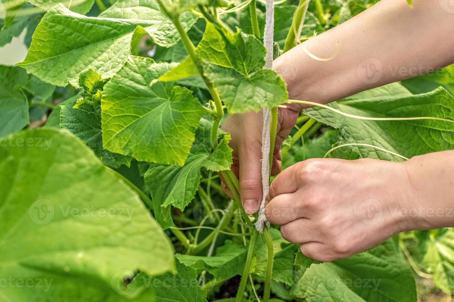 main de femme attachant des concombres dans le jardin photo