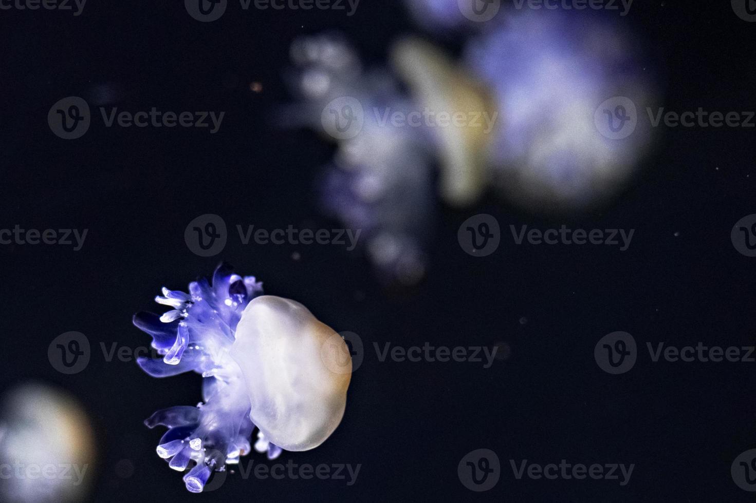 fond de belles méduses au néon bleu photo