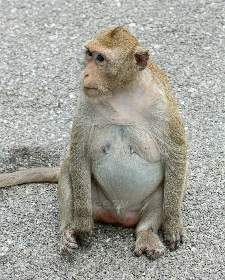 macaque singe portrait , lequel Nom est longue à queue, mangeur de crabe ou cynomolgus macaque singe sur route photo