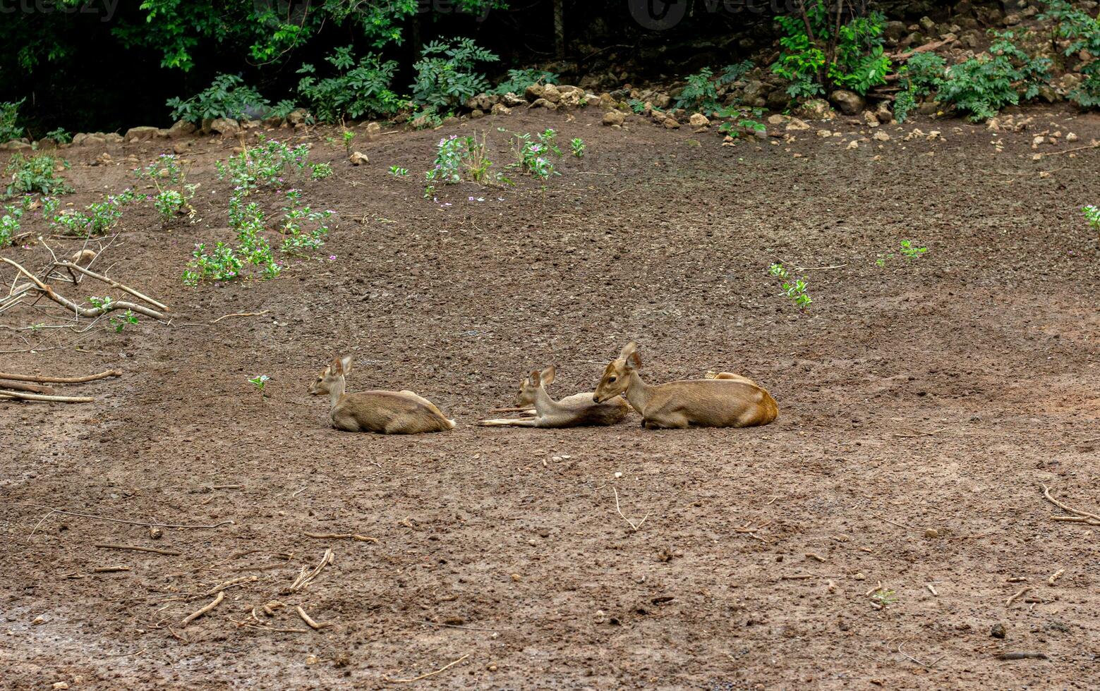 cerf dans le cultiver. se détendre temps sur journée. photo