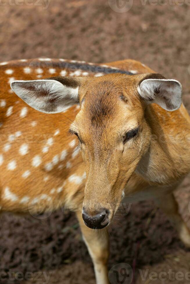 cerf dans le cultiver. se détendre temps sur journée. photo