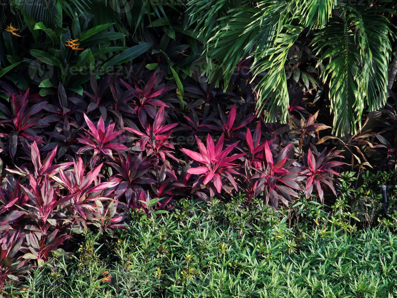 décoration pour jardins tropicaux et protection de l'environnement photo