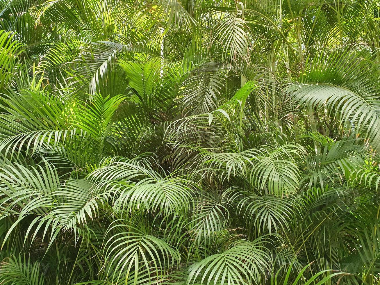 décoration pour jardins tropicaux et protection de l'environnement photo