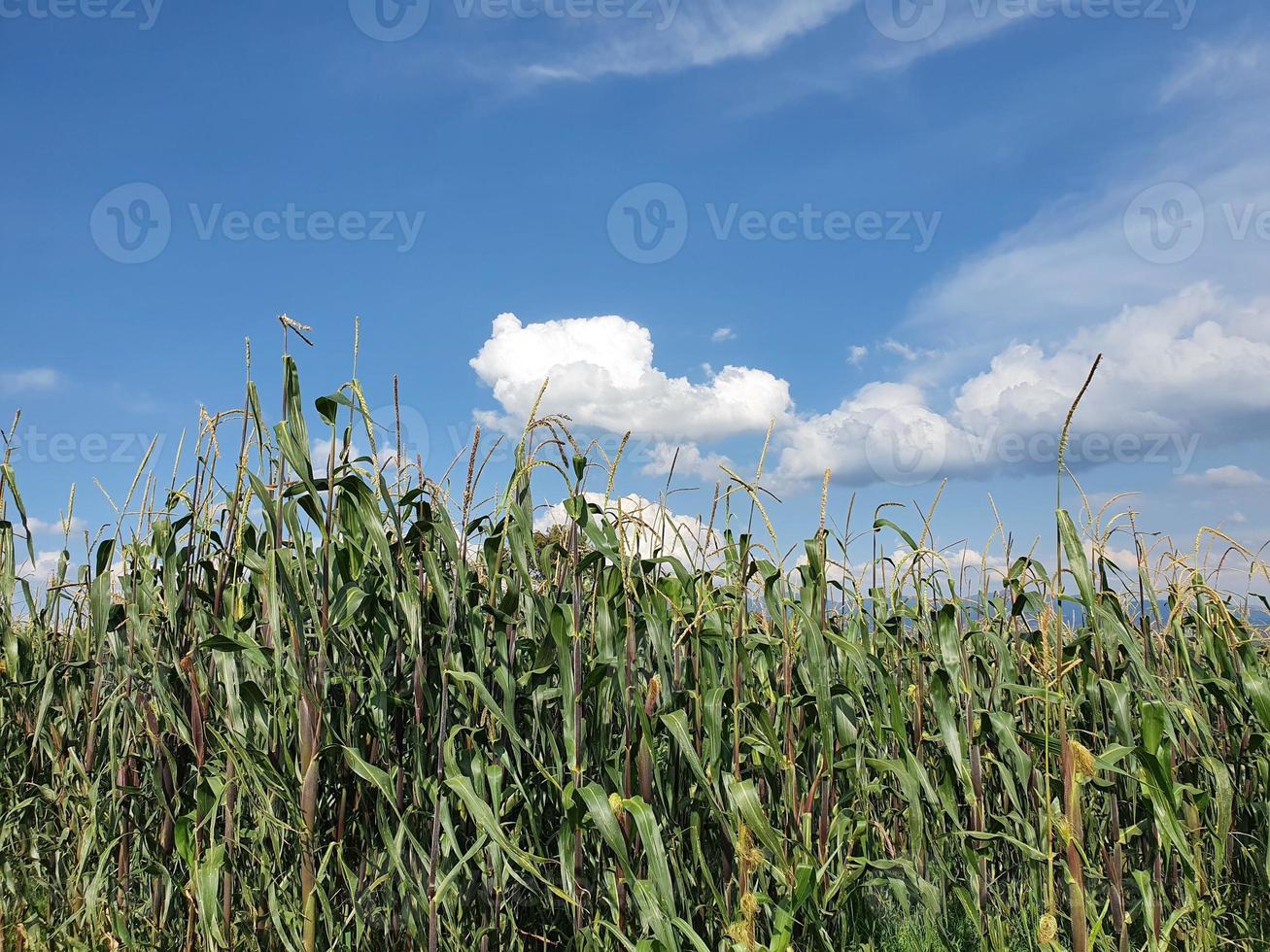 agriculture biologique pour la nutrition photo