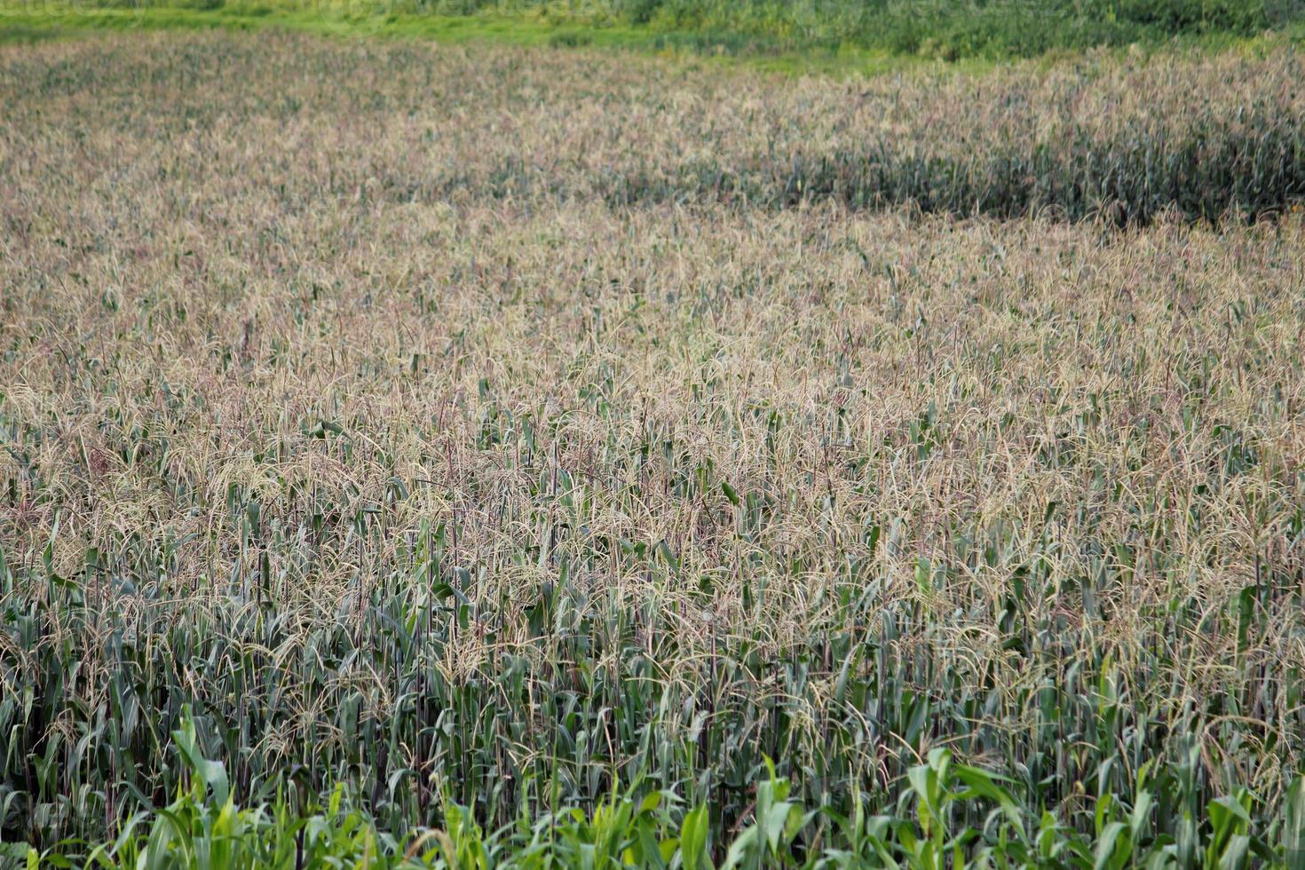 agriculture biologique pour la nutrition photo