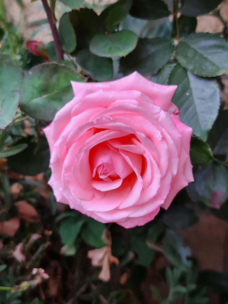 fleur rose rose clair dans un jardin au printemps photo