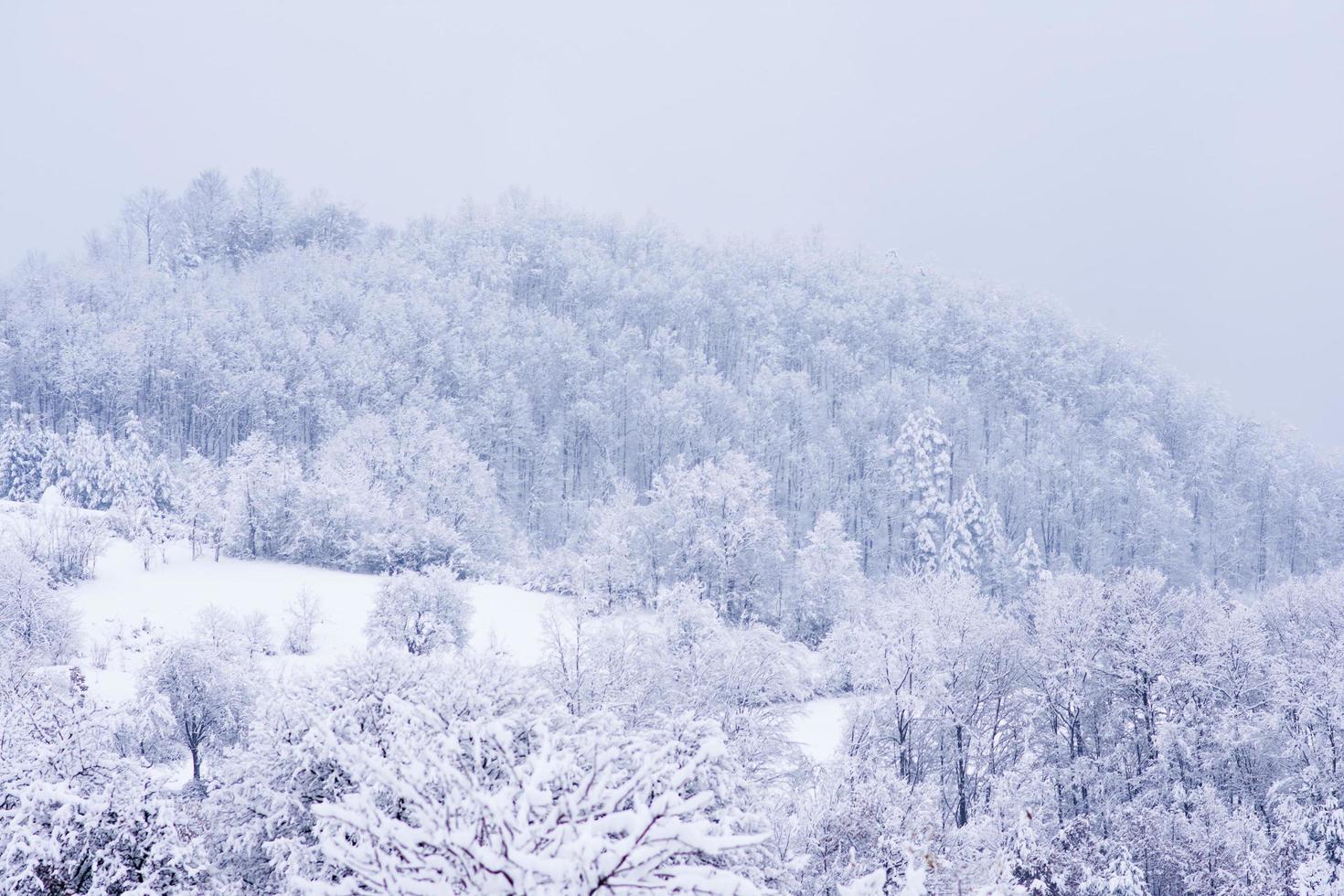 forêt de paysage à la saison d'hiver photo