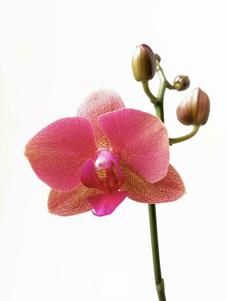 fleur d'orchidée rose isolé sur fond blanc photo