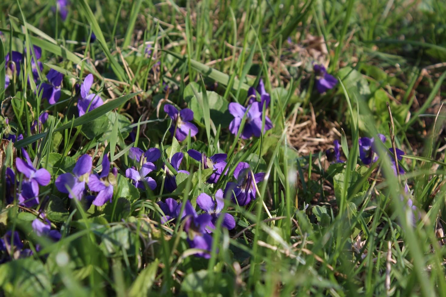 petites fleurs violettes dans l'herbe verte photo