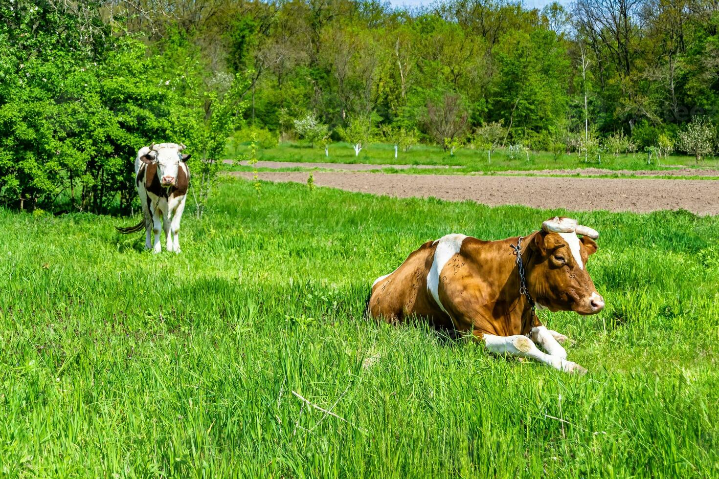 la photographie sur thème magnifique gros Lait vache broute sur vert Prairie en dessous de bleu ciel photo