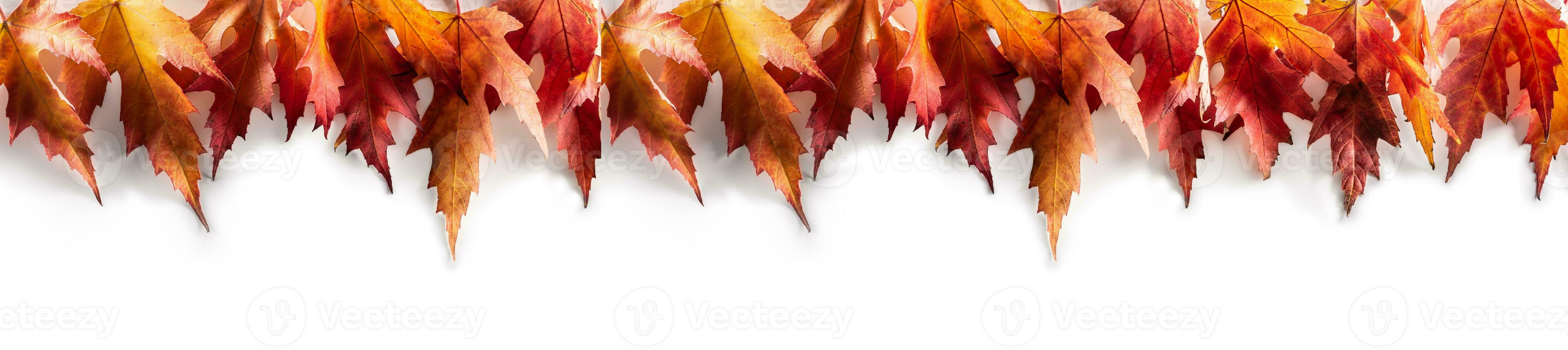 érable feuilles sur une blanc Contexte comme une panoramique bannière photo