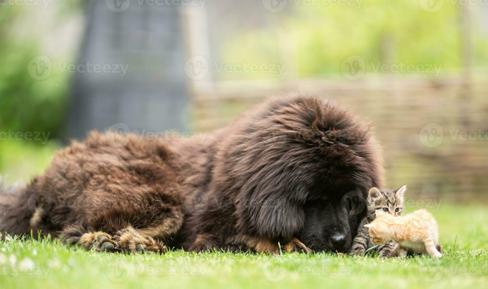 Photographe with Camera De Chien Image stock - Image du amical