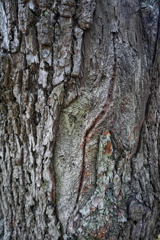 tronc d'arbre résumé fond texturé photo