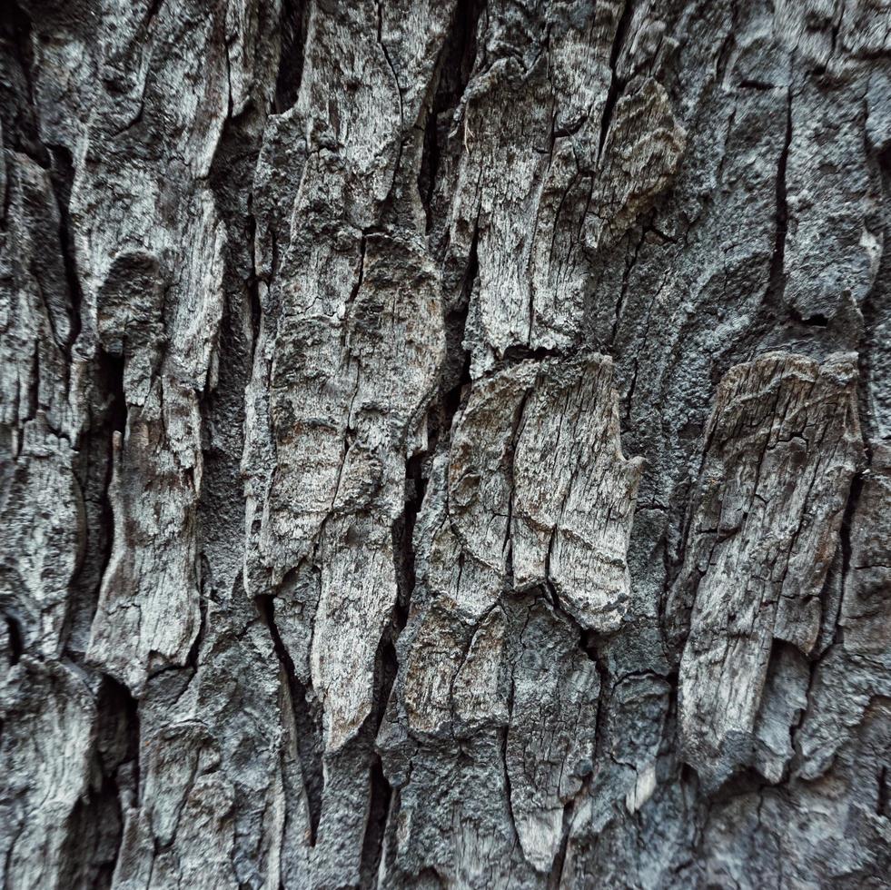 tronc d'arbre résumé fond texturé photo