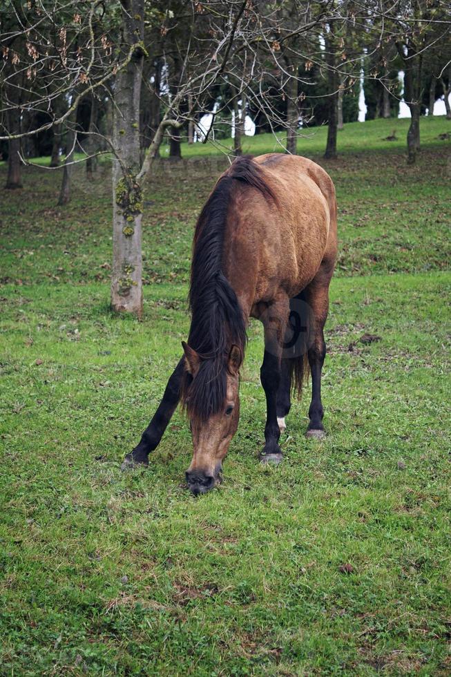 beau portrait de cheval brun dans le pré photo