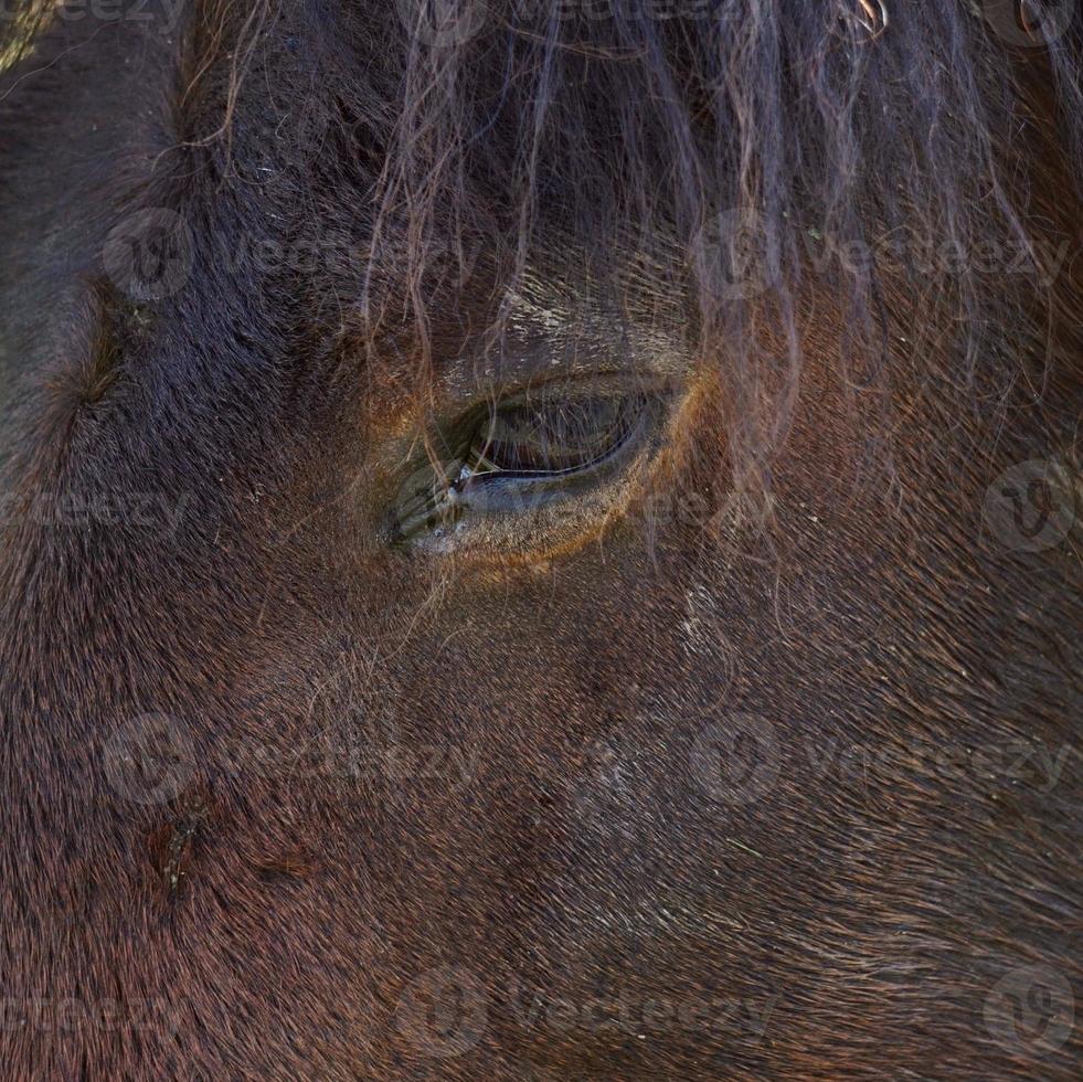 beau portrait de cheval brun dans le pré photo