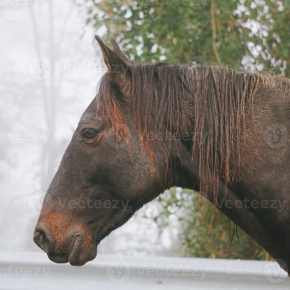 beau portrait de cheval brun dans le pré photo