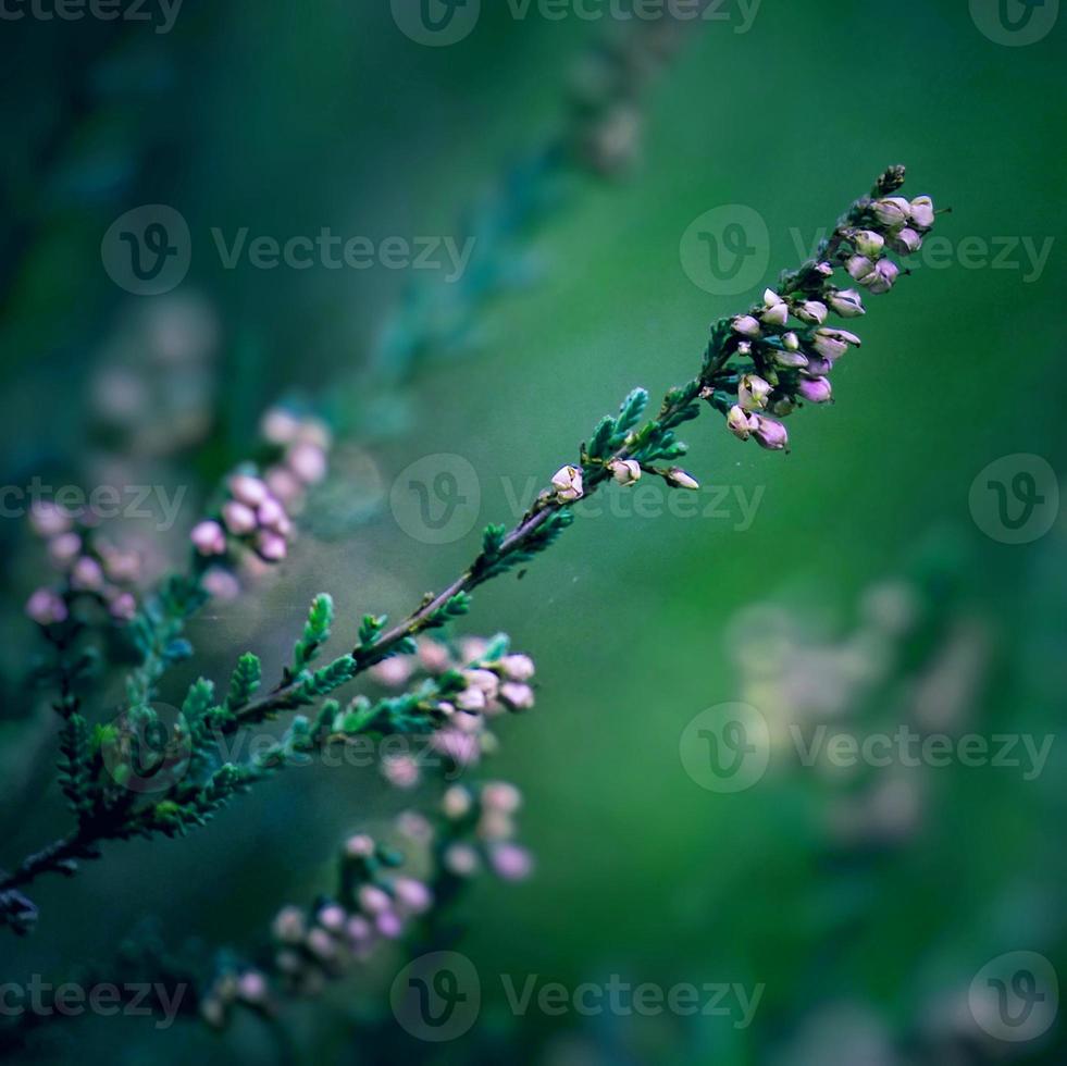 plantes de fleurs roses dans le jardin au printemps photo