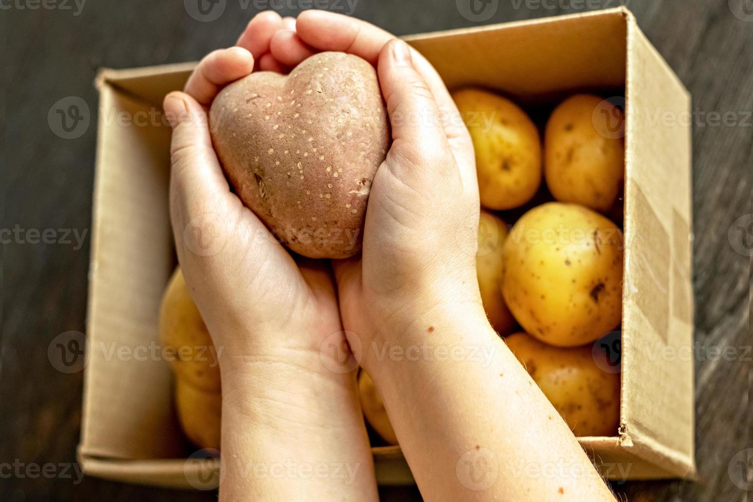 mains féminines tenant une pomme de terre végétale moche en forme de coeur photo