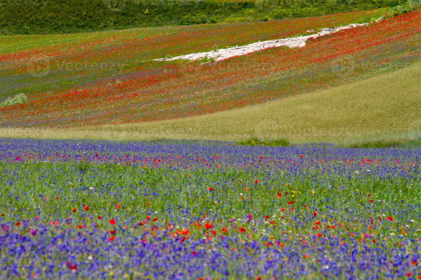 castelluccio di norcia et sa nature fleurie photo