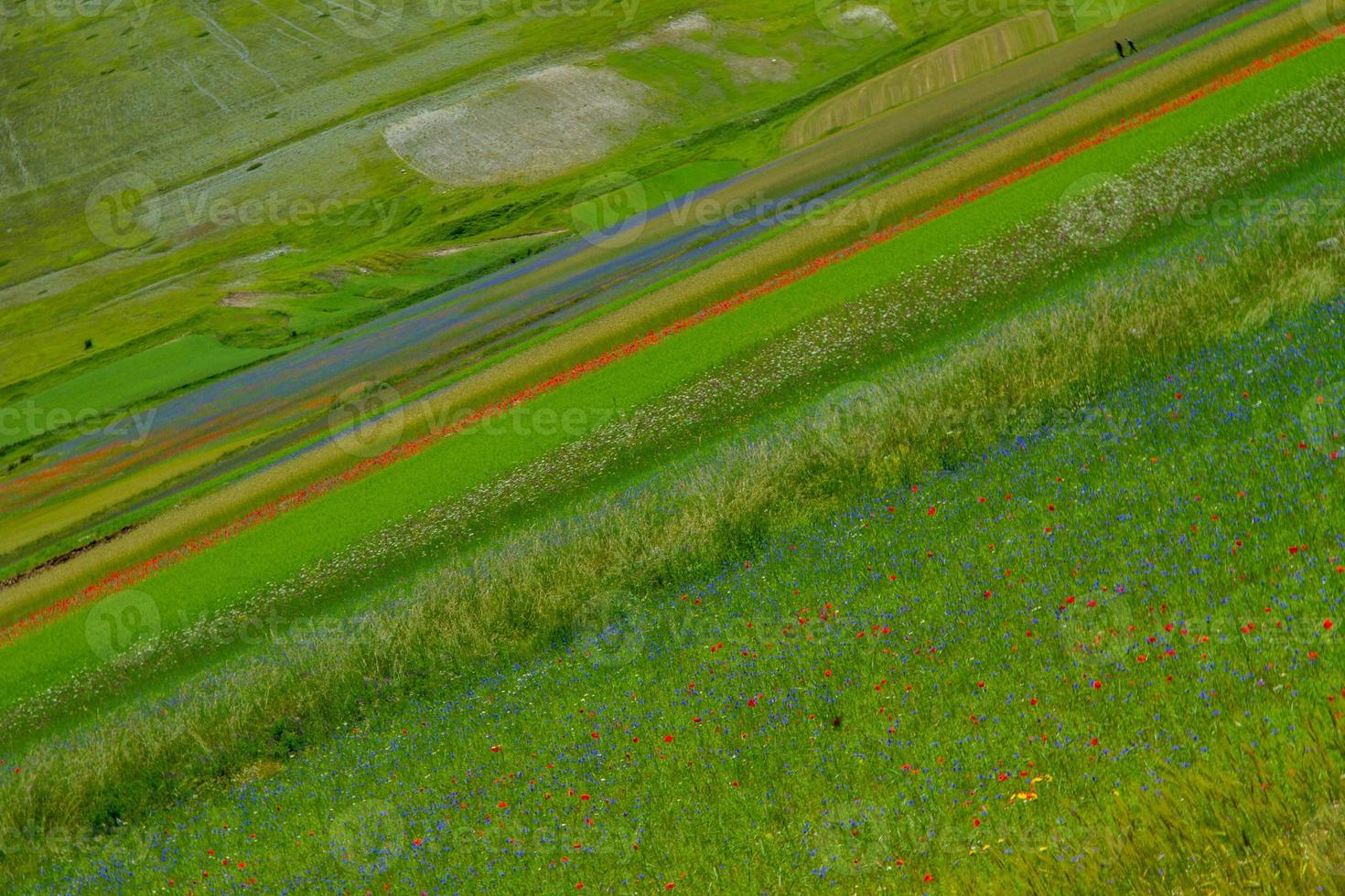 castelluccio di norcia et sa nature fleurie photo