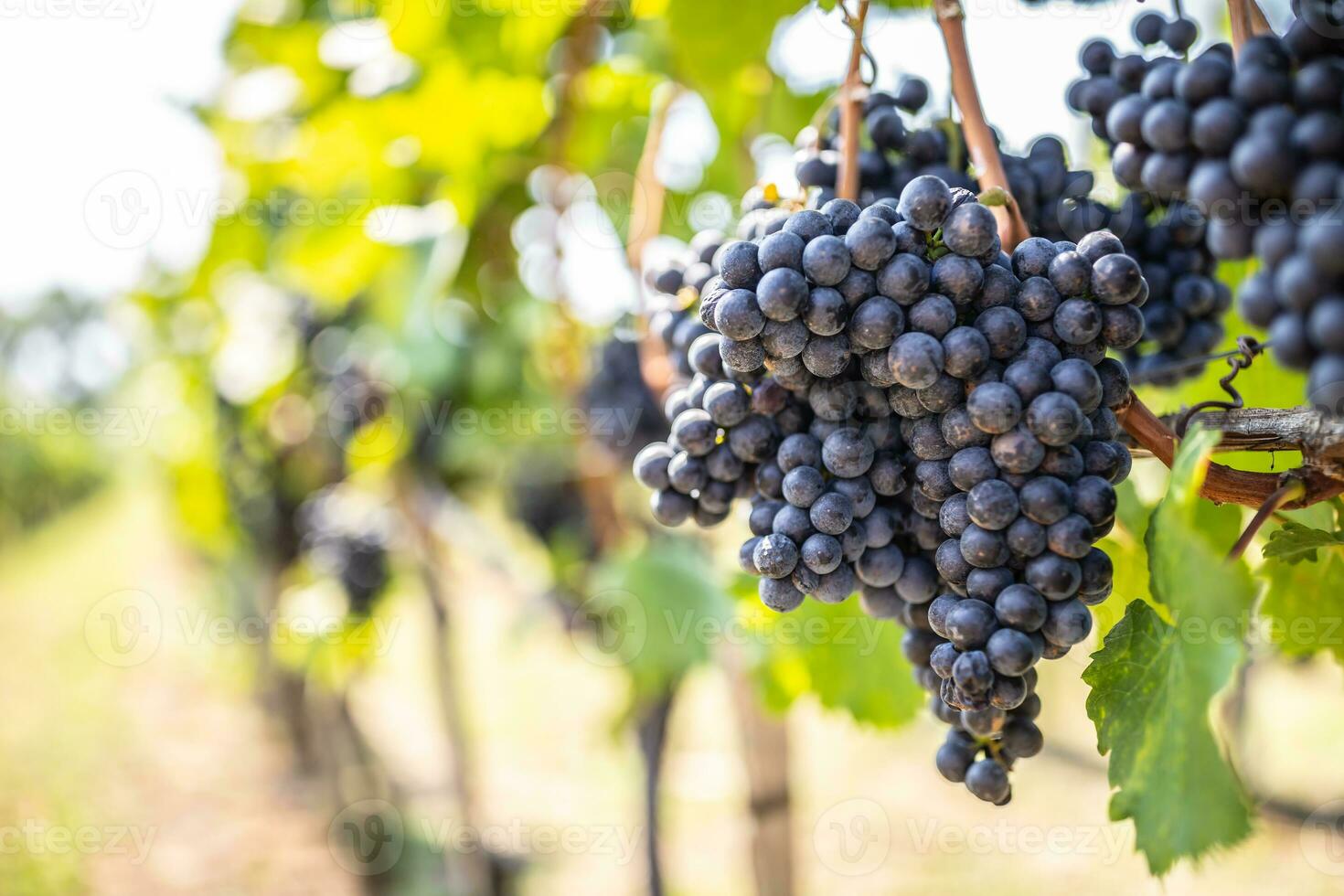 bouquet de foncé les raisins pendaison sur vignes à l'intérieur le vignoble photo