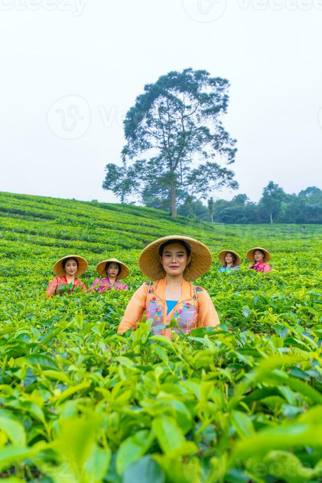 une groupe de thé cueilleurs permanent dans le milieu de une thé jardin à travail photo