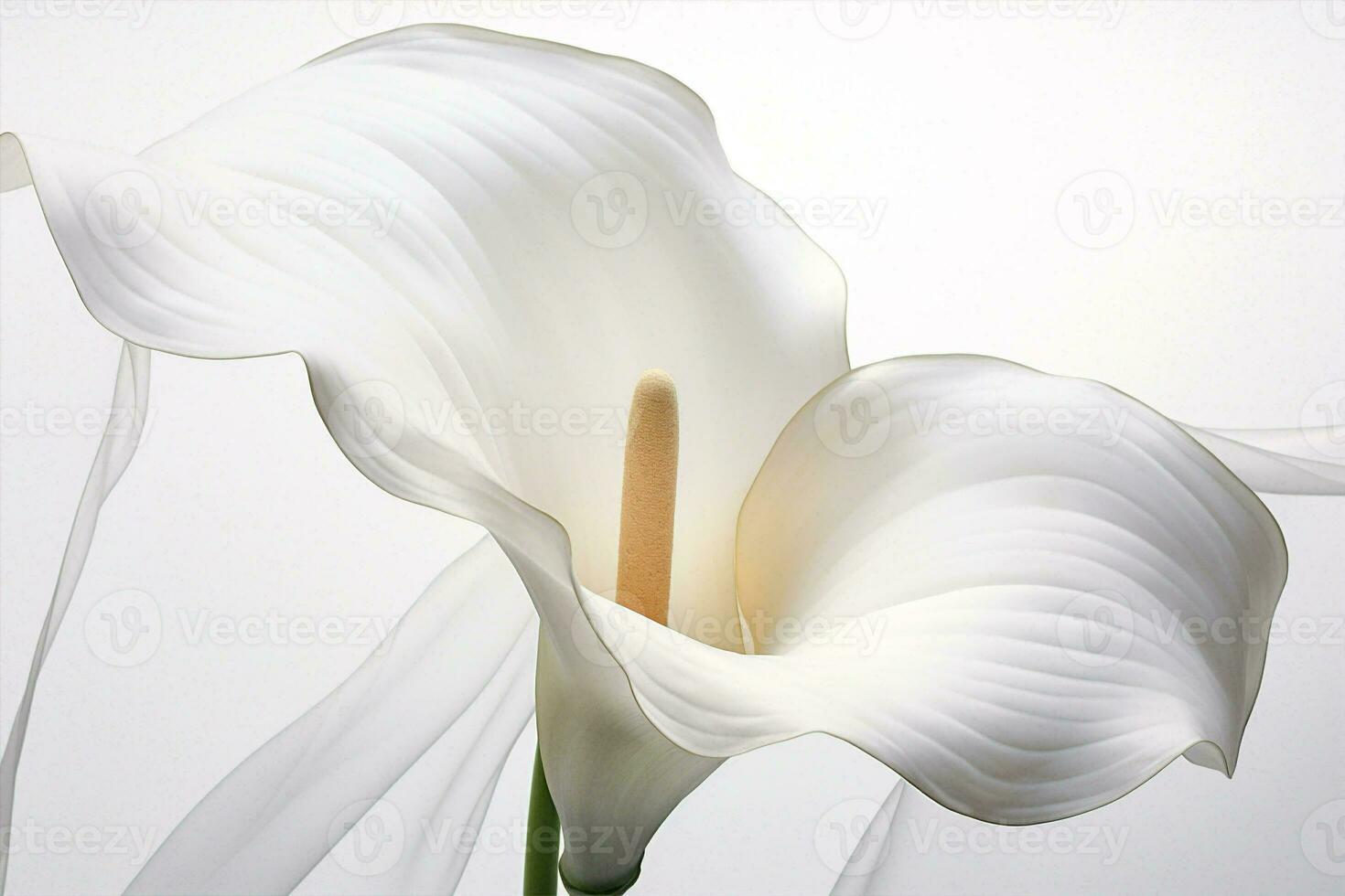 fleur la nature flore blanc détail calla élégance brillant lis beauté fleur mariage plante photo