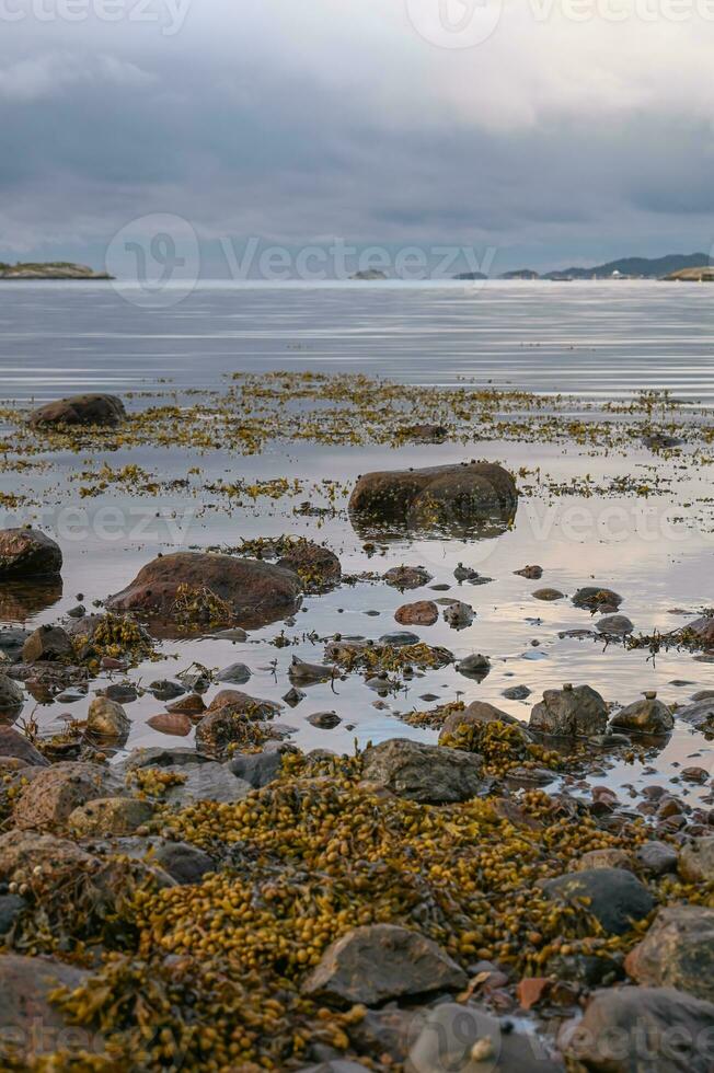 algue et escargots couverture exposé rochers sur le côte. photo