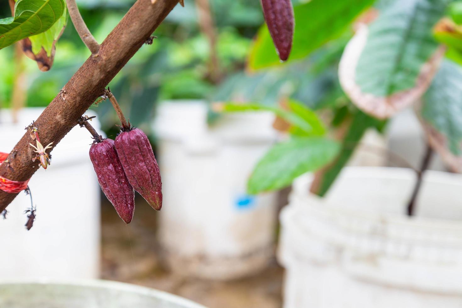 jeune cacao en cacaoyer photo