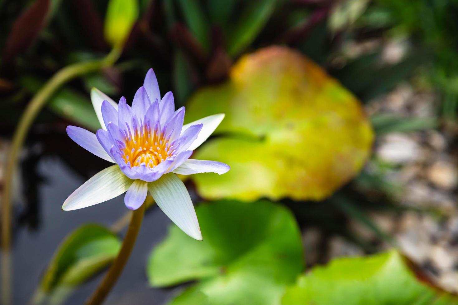 beau fond de lotus violet dans l'eau photo