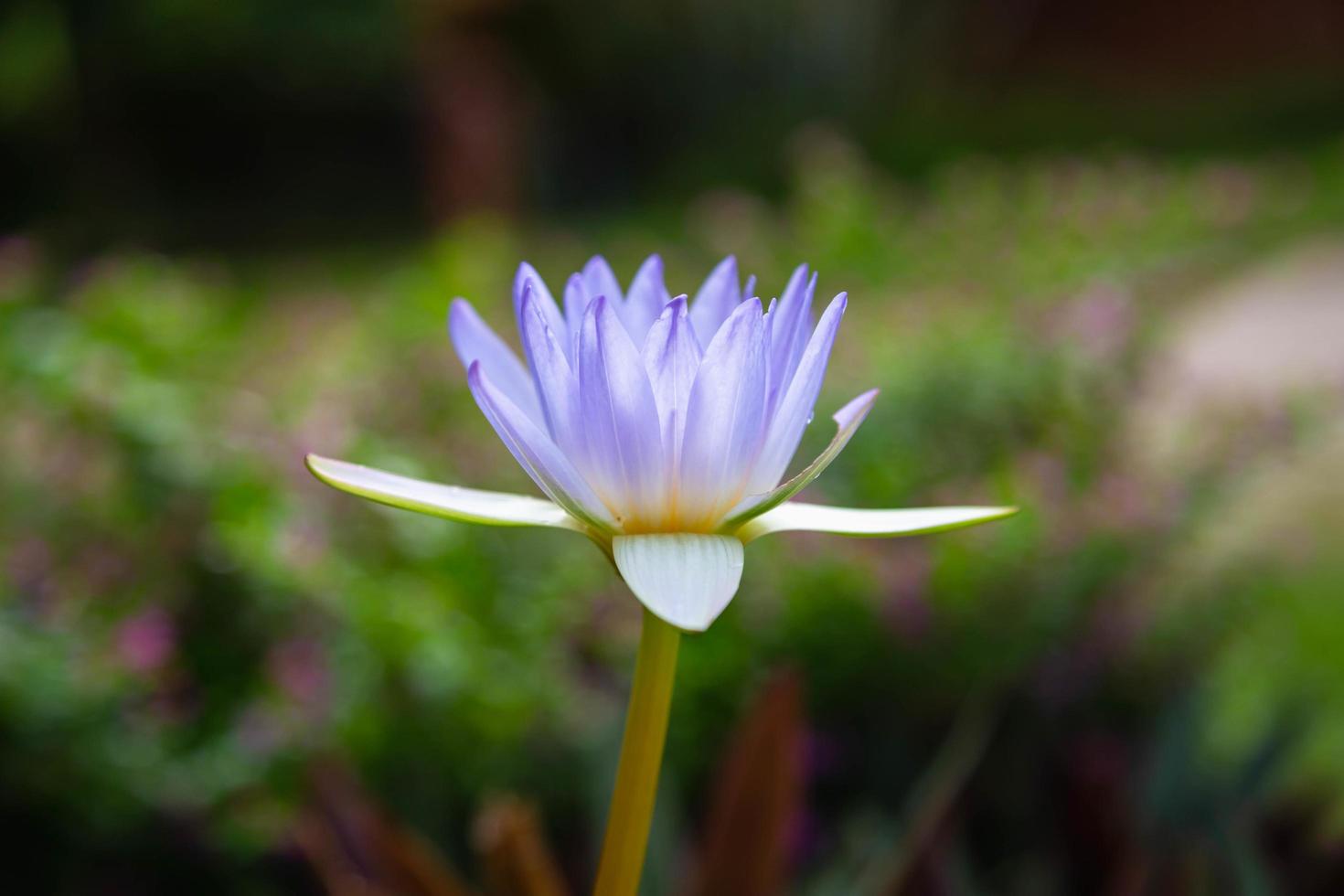 beau fond de lotus violet dans l'eau photo