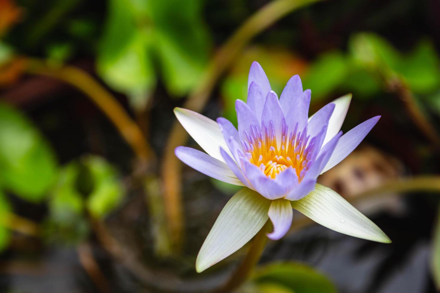 beau fond de lotus violet dans l'eau photo