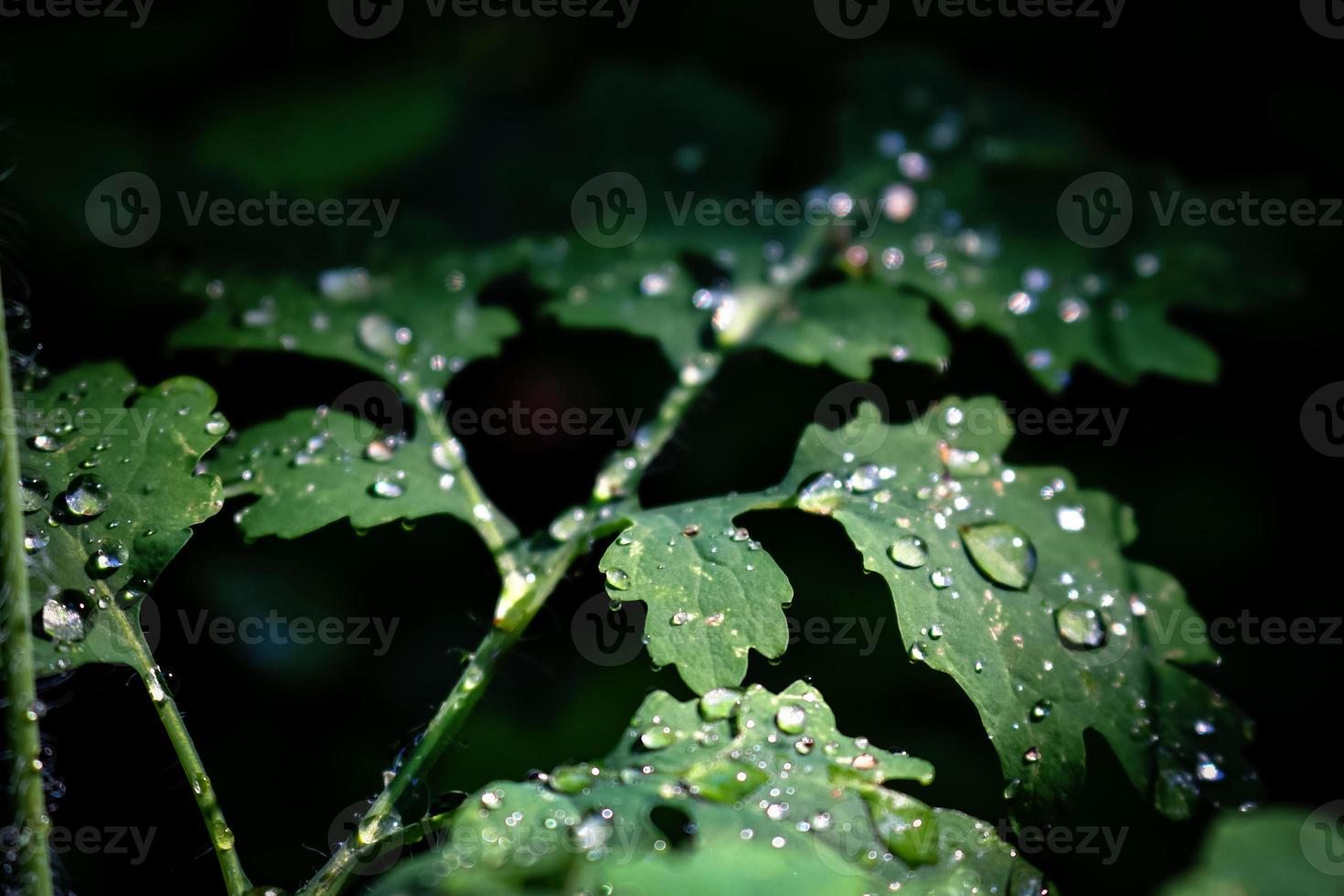 feuille verte avec des gouttes de pluie sur fond noir foncé photo