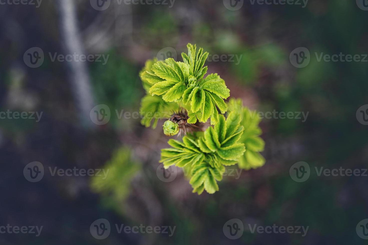 jeunes feuilles vertes de printemps sur fond sombre photo