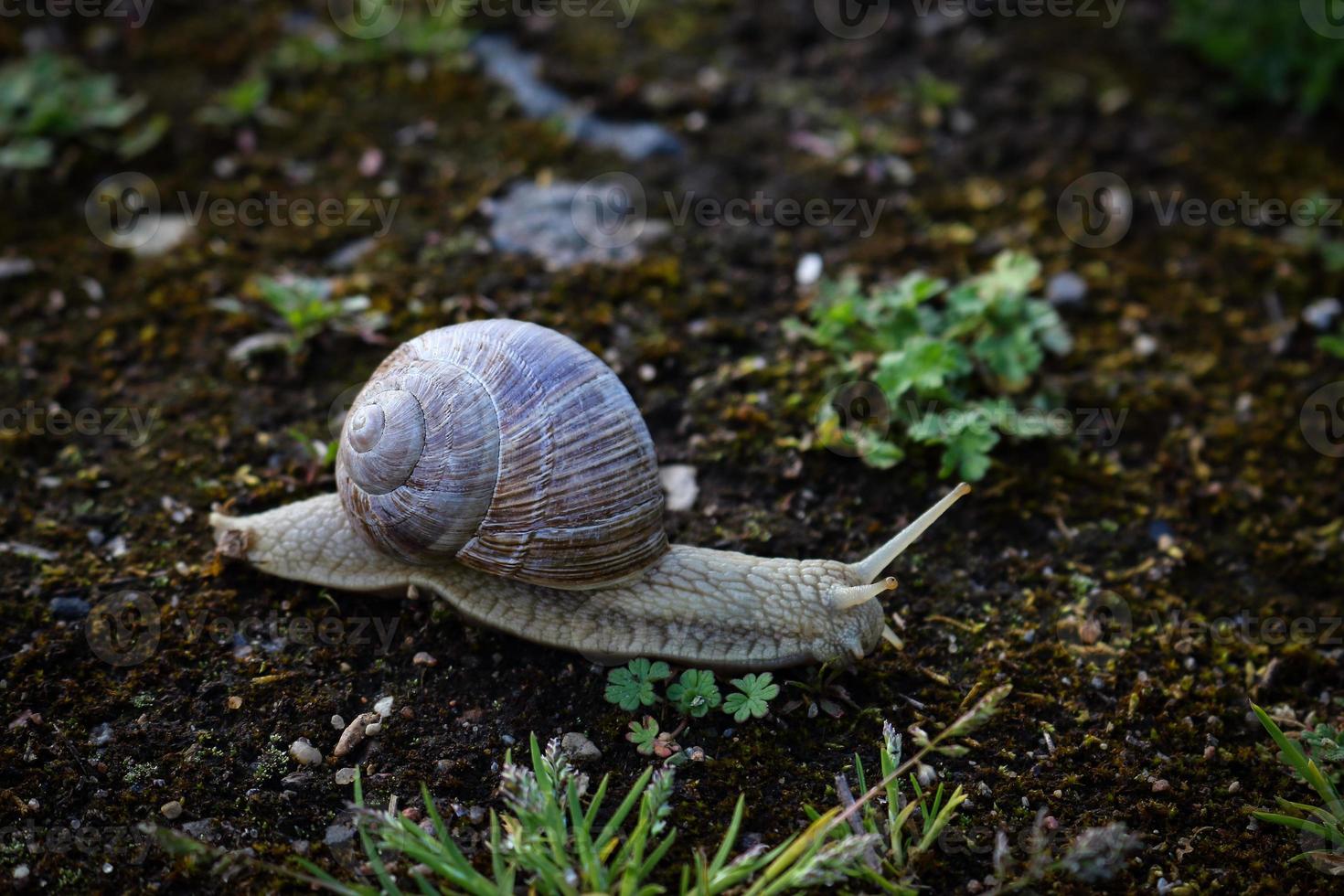 escargot en mouvement sur un sol sec avec de la mousse et de l'herbe minuscule photo