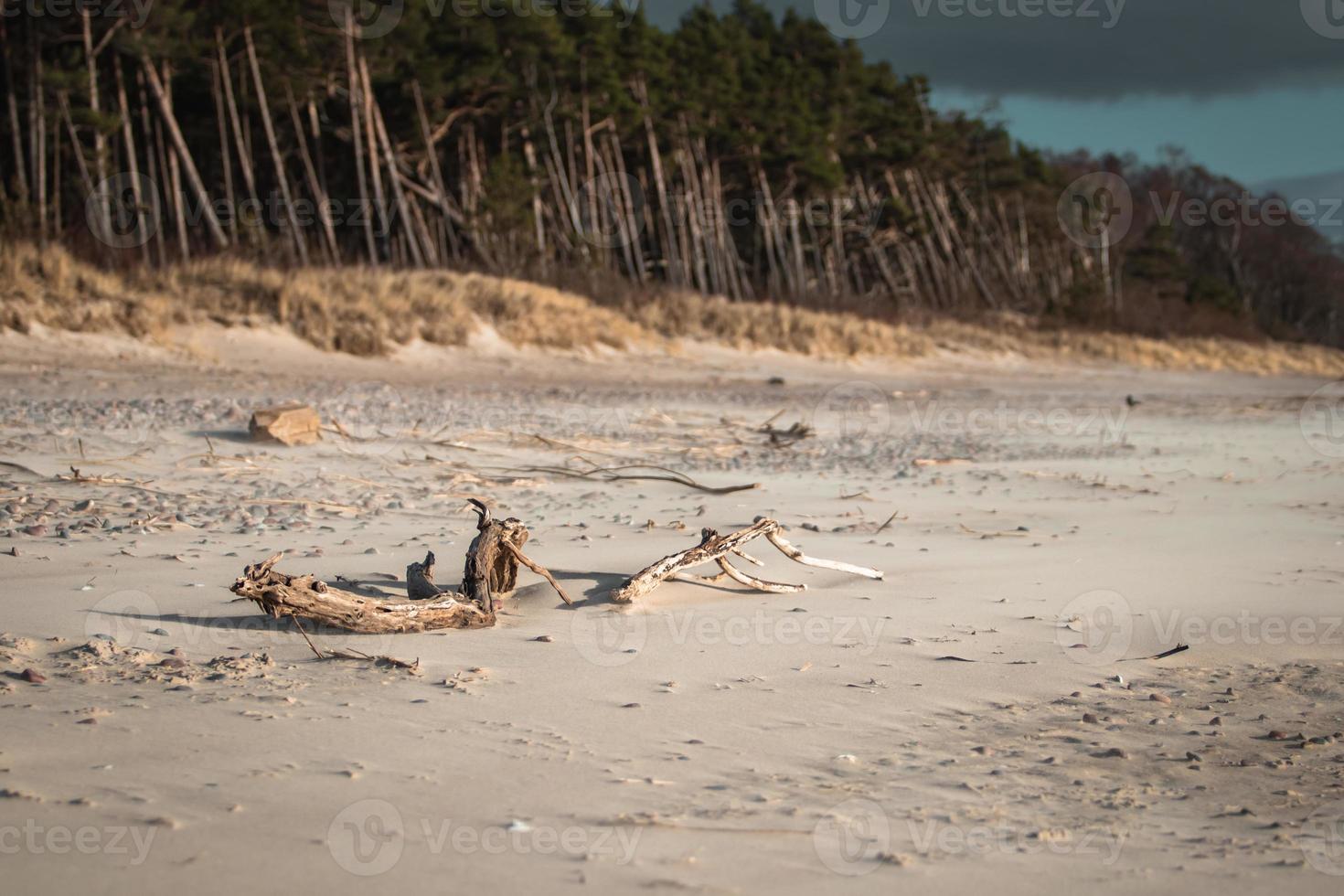 paysage typique du littoral de la mer baltique en lituanie avec forêt de pins et plage de sable avec ciel bleu aux beaux jours photo