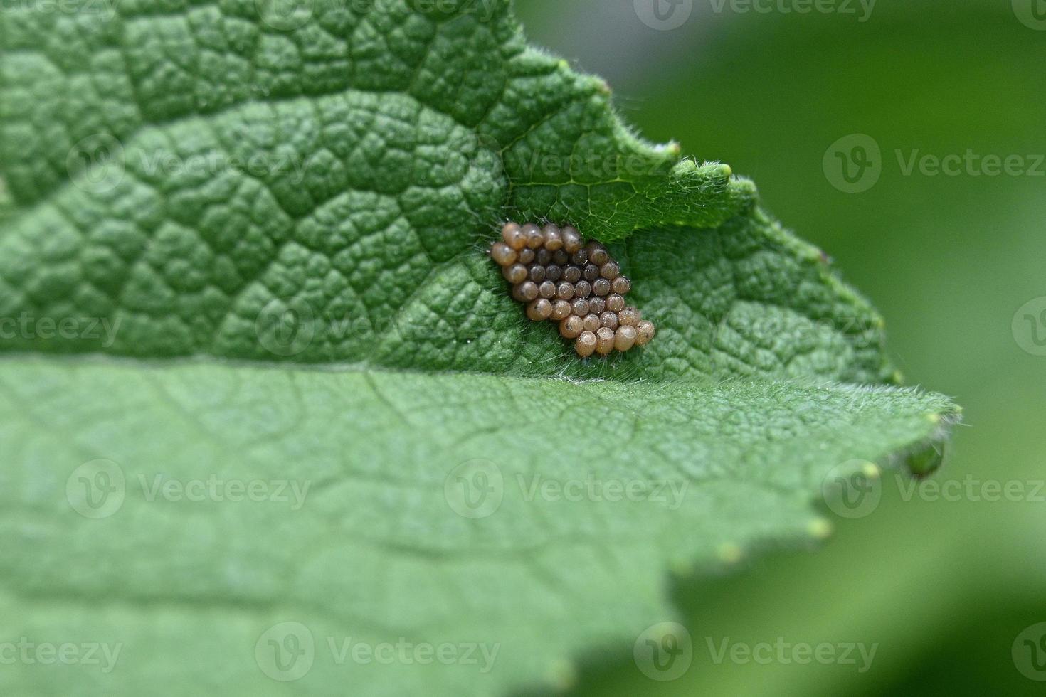 sur la feuille verte beaucoup d'œufs de parasites photo