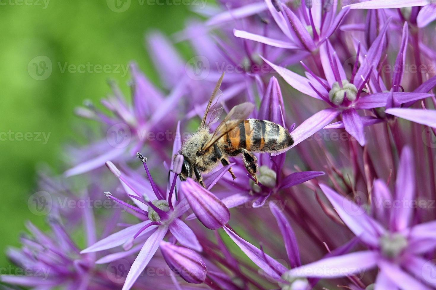 l'abeille recueille le miel photo