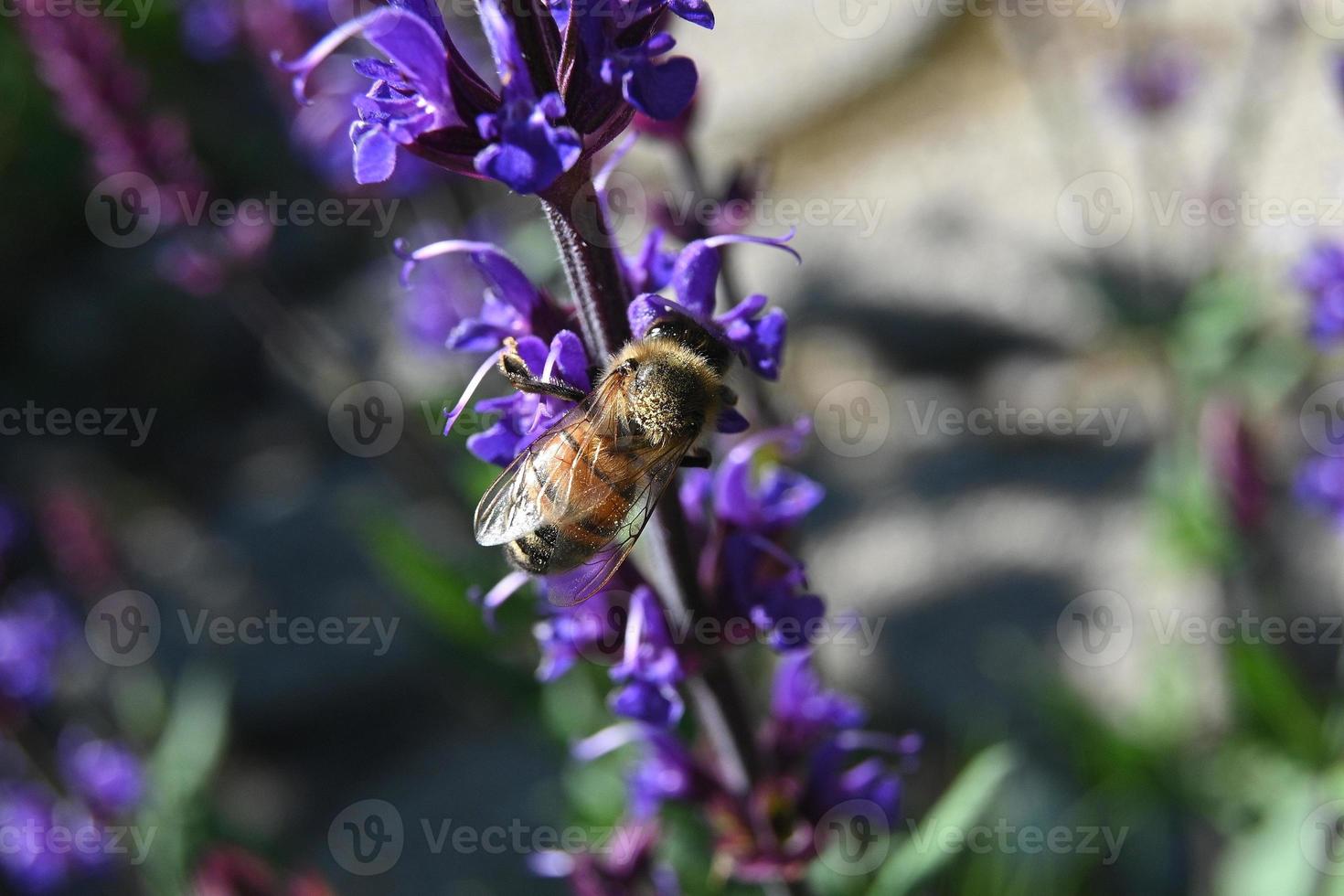 l'abeille recueille le miel photo