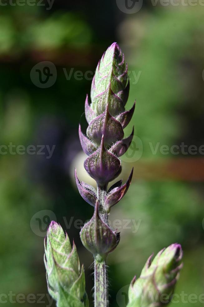 bourgeon de sauge ornemental photo